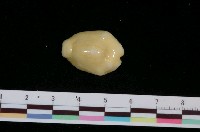 藏品(黃寶螺)的圖片